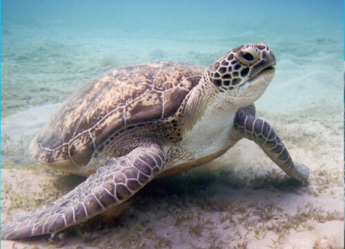 Abu Dabbab Snorkeling Trip